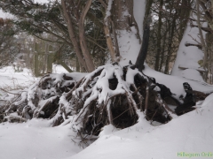 Hillegom-in-sneeuw131