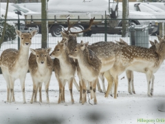 Hillegom-in-sneeuw145