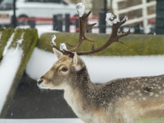 Hillegom-in-sneeuw146