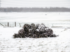 Hillegom-in-sneeuw104