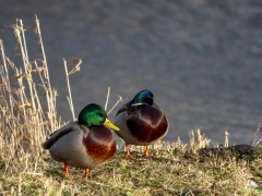 IKpictures-2022-Vossepolder-005