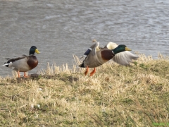 IKpictures-2022-Vossepolder-009