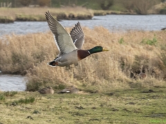 IKpictures-2022-Vossepolder-014