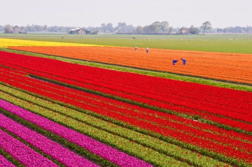 Afbeelding bij persbericht 190718 Bloembollen en vaste plantensector